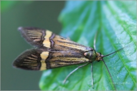 <p>ADÉLA PESTRÁ (Nemophora degeerella) Jiříkov</p>